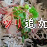 TNcafe（ティーエヌカフェ）「中華粥モーニングと温玉じゃこ丼」【愛知県豊橋市の喫茶店】