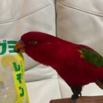 Red birb is “純喫茶　グミ”