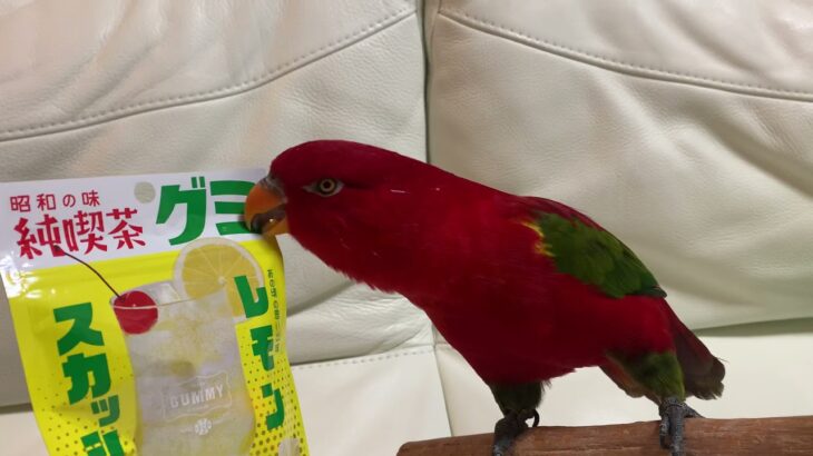 Red birb is “純喫茶　グミ”