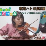 【あつ森/喫茶ハトの巣】どうぶつの森バイオリンで弾いてみた【violin】#あつ森