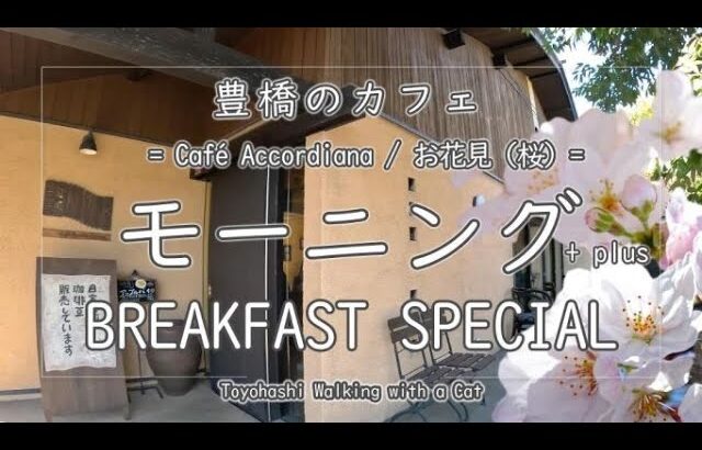 【カフェ】豊橋 モーニング ～Café Accordiana / お花見(桜)～ BREAKFAST SPECIAL at Coffee Shops  in Toyohashi