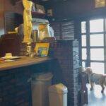 Osaka Junkissa Coffee Shop with a Cute Dog 大阪純喫茶＋可愛いワンちゃん