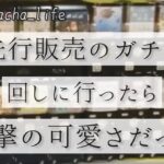 先行販売ガチャが衝撃の可愛さ！他にも色んなガチャ開封【盛り沢山】