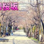 【桜坂】本格珈琲のモーニングと桜坂【名所】