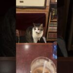 新宿　アルル　猫ちゃん　cute cat 喫茶店　純喫茶