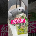 喝完的純喫茶，你也想偷喝 #money與波波 #灰鸚鵡 #鸚鵡 #parrot